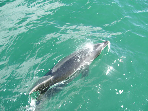 Ein ca. 3,5m langer Bottlenose Dolphin