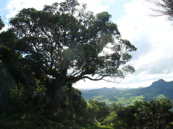 Blick von der Flanke des Mt. Manaia