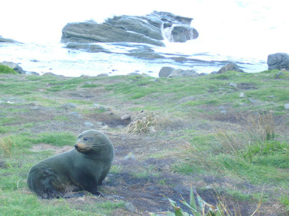 New Zealand Fur Seal am Cape Palliser