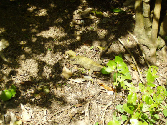 Ein ca. 30cm langes Tuatara Jungtier liegt direkt neben dem Zaun in der Sonne