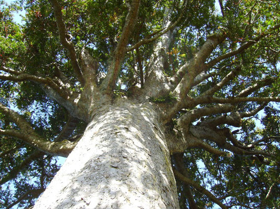 Im Northland wachsen die gigantischen Kauribäume