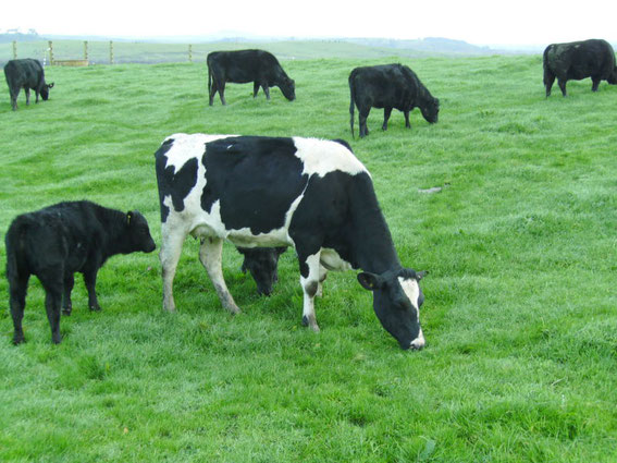 Die zahme Kuh Dizzy mit ihrem Kalb, im Hintergrund grasen die viel kleineren Lowline rinder