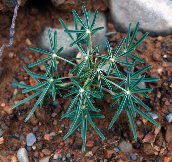 Lupinus angustifolious (?) growing on the shale bank next to the Xeros river