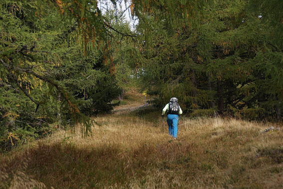 Am Gugganigriegel kurz vor der Wegkreuzung Dolomitenblick