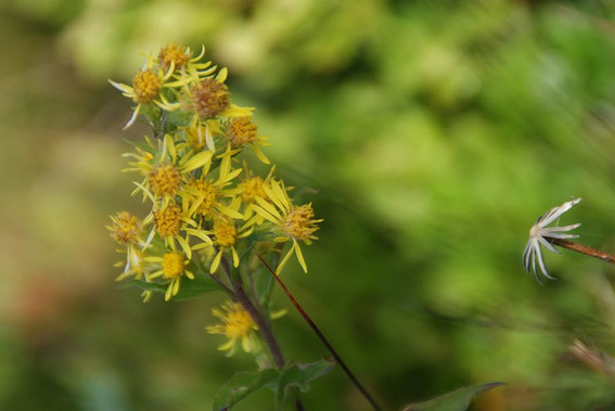 Blumenstudie am Weg