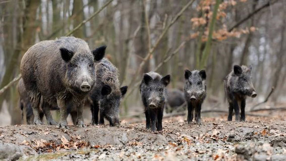 Famille de sangliers