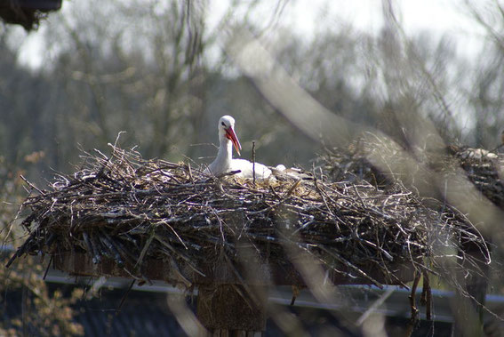 Altvogel bei der Brut