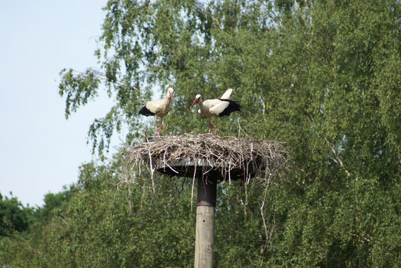 Nest 12 am Wiesengrund