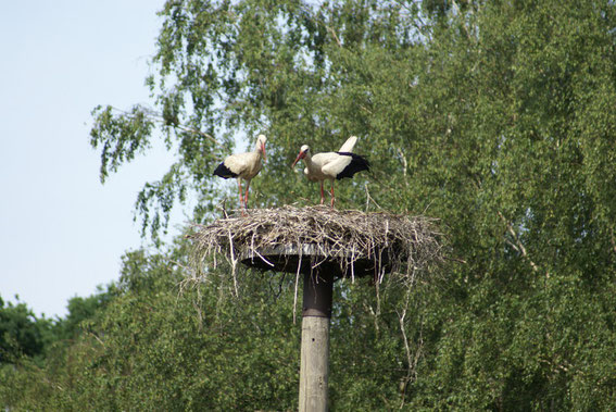 Nest 12 am Wiesengrund 