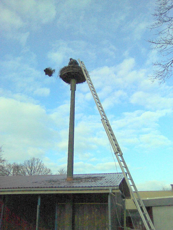 Nest bei Tölle Beimreinigen 2009 