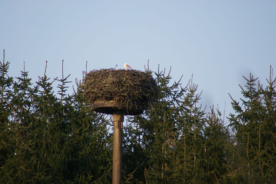 Nest Steht Ausserhalb der Kolonie