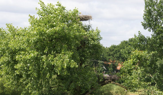 Altvögel bei der Brut 13.06.09