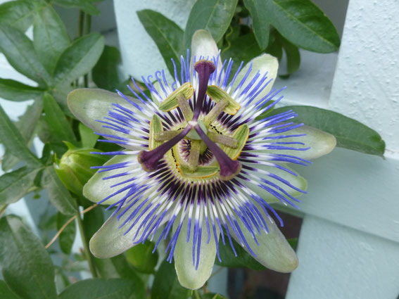 Passiflora caerulea