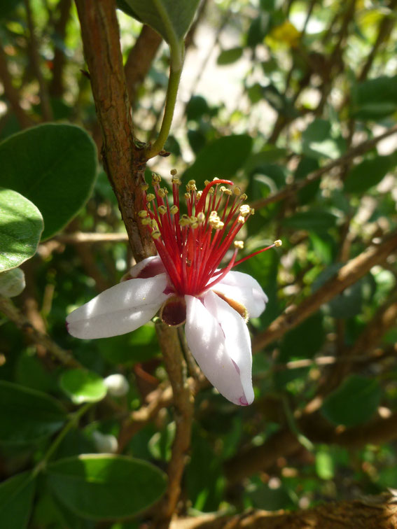 Essbare Blüte von Acca sellowiana (ausgepflanzt in Schafffhausen)