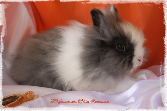 Les Femelles Nain Angora Od Luniversdesptitesfrimousses Les Femelles Nain Angora Od Luniversdesptitesfrimousses