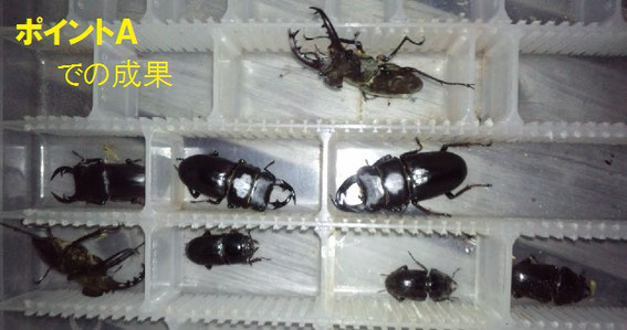 水銀灯 400W 水銀ランプ 昆虫 蛾 ライトトラップ 話せ 灯火採集 水銀灯 400W 水銀ランプ 昆虫 蛾 ライトトラップ 話せ 灯火採集