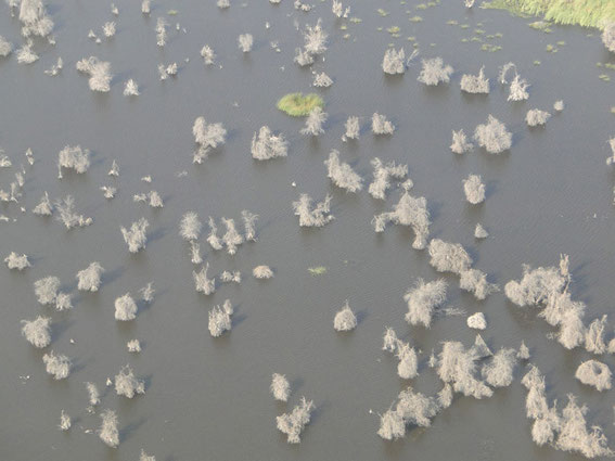 Verdorrte Bäume im Wasser