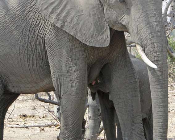 A young mother suckling her baby