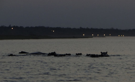 The hippo families, never tired, were still there when we went back, and we had to take care to avoid them.