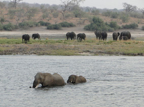 Our boat was turning around the elephants