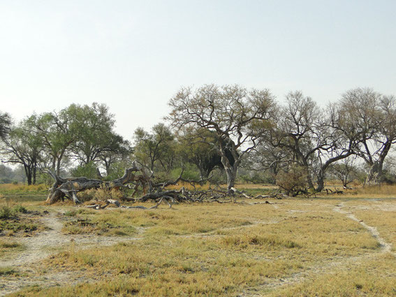 Landscape during the walking safari