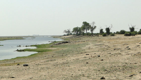 During midday the heat is strong and the animals are rushing to the water.