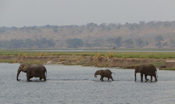 A family of three is heading for better food on the other side of the river