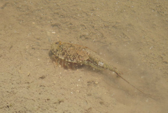 これがカブトエビ。生きた化石ともいわれています。カブトガニは天然記念物w ホーネンエビともよく間違われます。
