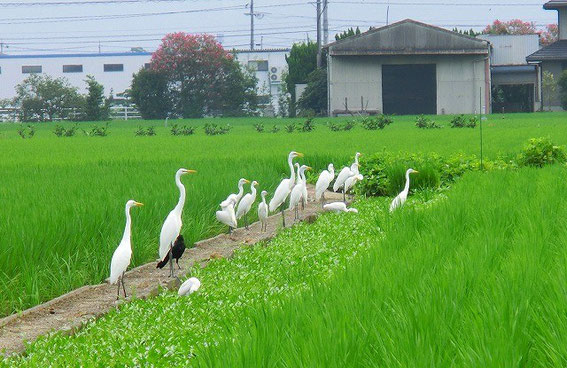 シラサギさんの行列です!シラサギのフリをしてドサクサに紛れてるのが一人…いや、一羽、いますねwwwww
