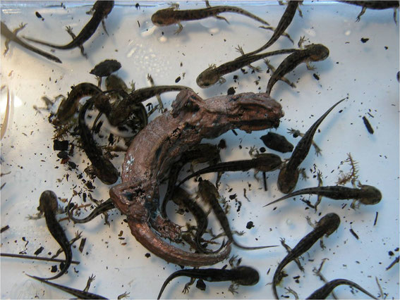 Escultura para salamandras. 2005