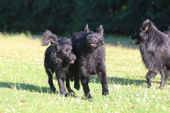 spitz, spitzwelpe, mittelspitz, bayern, züchter, wurf, großspitz, dorfspitz