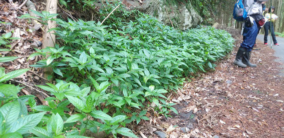 シカが好んで食べないため、悠々と繁茂しているヤマアイ。