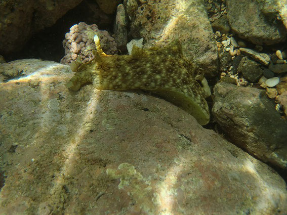 初めて見た生き物！黄色っぽいアメフラシ？