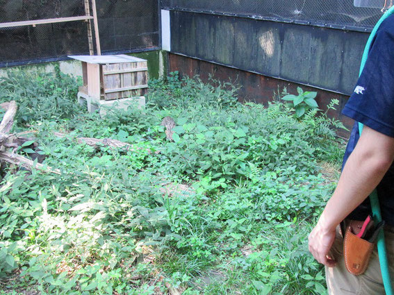 清掃作業の合間に餌を投げて気を紛らわせ、徐々に人に慣れてもらっています。よく見るとチョビもいますよ!