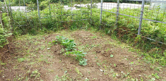 ↑7月の状態。まだ植えたてなのでこじんまりしています。