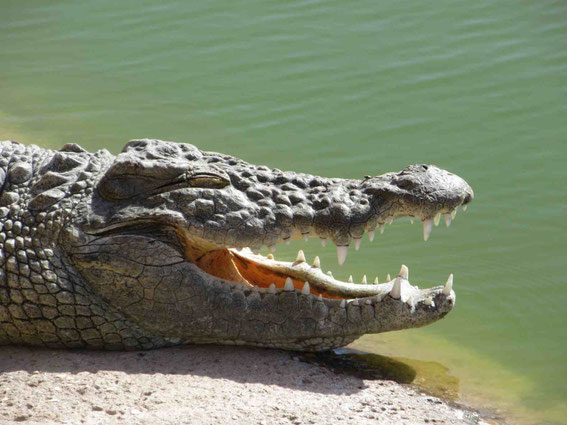 Seit 1970 gibt es in Marokko Krokodile nur mehr im Zoo