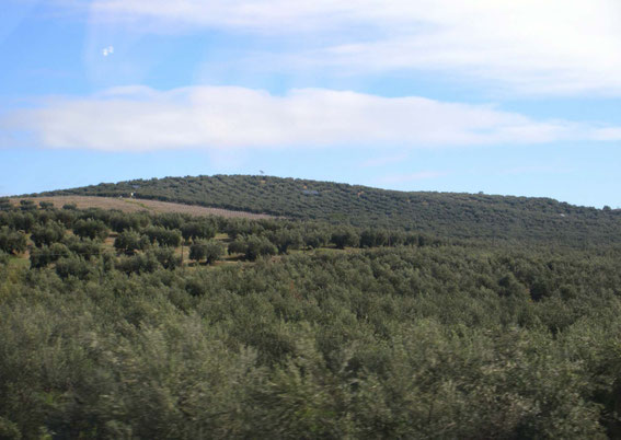 Olivenbäume über hunderte von Kilometern in Andalusien