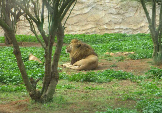 Berberlöwen, auch Atlaslöwen genannt, gibt es seit den 1960er Jahren nur noch im Zoo, wie hier in Rabat.