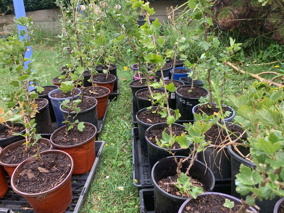 Growing heirloom gooseberries.