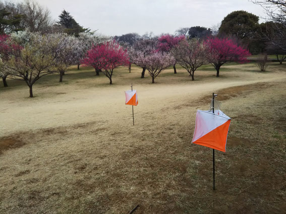 梅の香が漂う野川公園