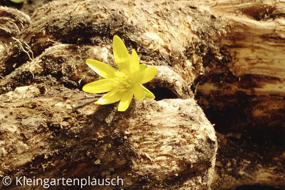 Ein Stück Holzwurzel mit einer gelben Blüte, die dort hineingesteckt ist.