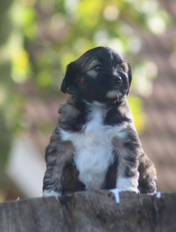 Tibet Terrier Welpen NRW Little People