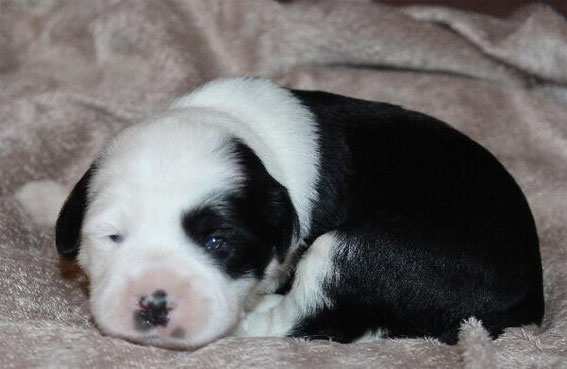 Tibet Terrier Welpe little People