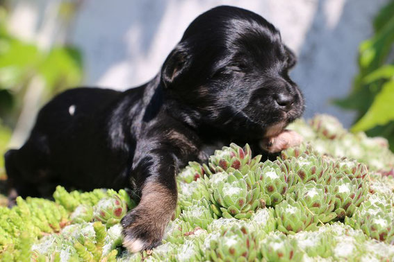 Mädchen Nummer sechs in Black and Tan