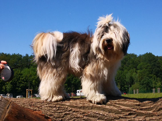Sammy aus dem S Wurf eine krasse Veränderung von schwarz weiß zu zobel weiß.