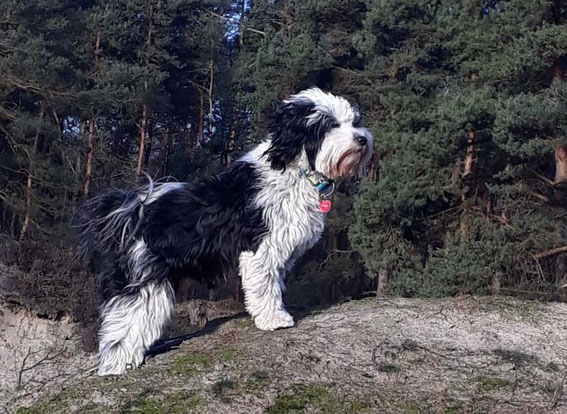 Ernie aus dem E Wurf, er ist Hund mit Job! Er ist Therapiehund.