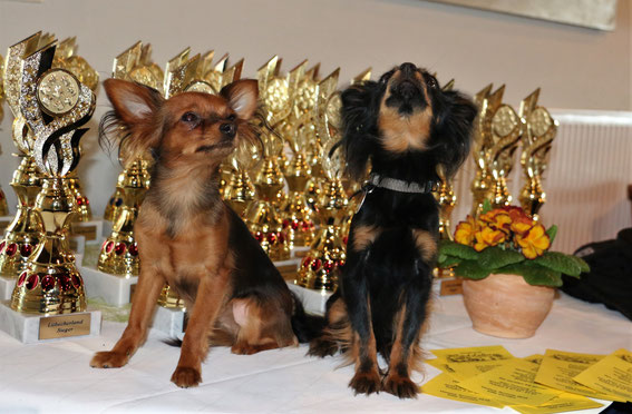 Sind da wohl zwei etwas hochnäsig, nach der guten Beurteilung? Der kleine schwarze Rüde ist Rubys Freund aus dem Nachbarort, der auch mit zur Show war.