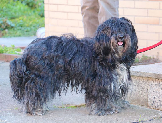Charlie, Beckie aus dem B Wurf ( auf dem Bild 5 Jahre) ist eine hübsche Kopie ihrer Mutter geworden
