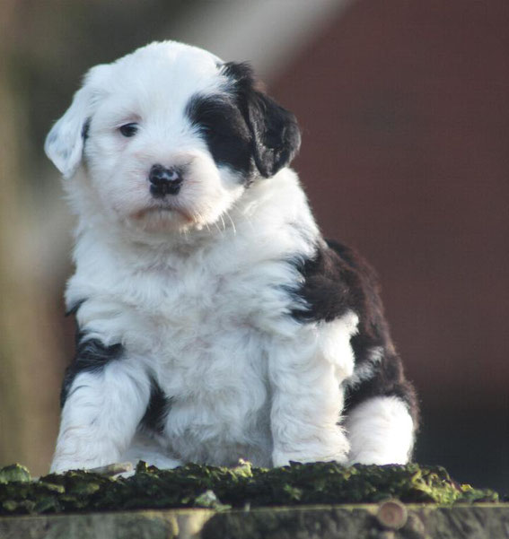 Tibet Terrier Welpen NRW Little People