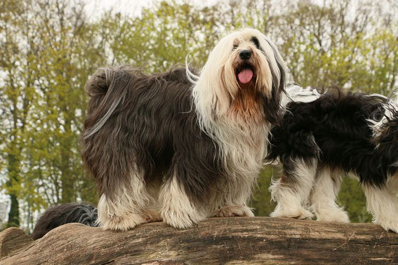Gismo aus dem G Wurf, er ist wieder dunkler geworden, schaut mal weiter unten, da sind noch ein paar Bilder von ihm. er hat eine unvergleichliche Färbung.